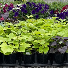 Fully Stocked Nursery