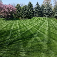 Weekly Mow & Trim