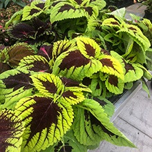 Stunning Plantings