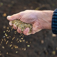 Seeding