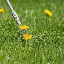 Weed Control
